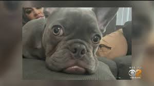 Browse thru our id verified puppy for sale listings to find your perfect puppy in your area. Family Offers 12k Reward After Their French Bulldog Puppy Was Stolen At Gunpoint In North Hollywood Cbs Los Angeles