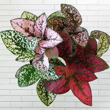 Image result for Hypoestes