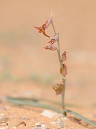 Image result for Dipcadi rigidifolium