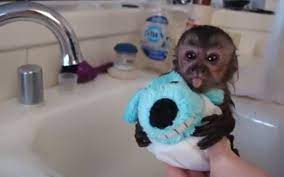 First of all, i'd like to introduce my little baby, she was born on feb. Baby Monkey Bath Time Youtube Peepsburgh