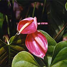 Pink Anthurium Flower Essence Best Flower Wallpaper