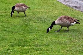 Walmart.com has been visited by 1m+ users in the past month File Canadian Geese Eating 001 Jpg The Work Of God S Children