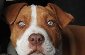 This is responsible for fawn, red and buckskin dogs. Rare Pitbull Colors Genetics Petaddon
