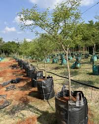 Image result for Acacia nigrescens