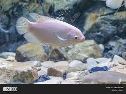 Because of how important these fish are to your aquarium, it is essential that you learn how they can naturally clean up your system so you can stay away from harsh chemicals. White Albino Giant Image Photo Free Trial Bigstock
