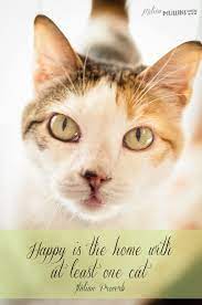 Melissa Mullins Media Cats Cat Quotes Cat Rescue