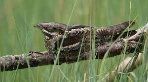 Der ziegenmelker gehört zur familie der nachtschwalben (caprimulgidae). Der Ziegenmelker Schnarrt Im Lichtenmoor Rethem Aller