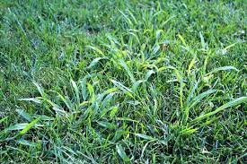 Tall fescue is a thick bladed fast growing and uncontrollable perennial grass that usually grows in clumps in the. The Difference Between Crabgrass And Coarse Fescue Arbor Nomics