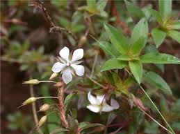 Image result for Sauvagesia