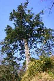 Image result for Podocarpaceae