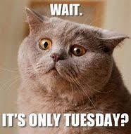Tuesday quotes to help you maintain positive momentum throughout your week. 13 Tuesday Quotes Funny Ideas In 2021 Tuesday Quotes Tuesday Quotes Funny Tuesday Humor