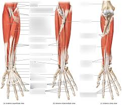 The extensor muscles can be individually visible on a flexed arm, even on non muscular people. Anterior Forearm Muscles Diagram Quizlet