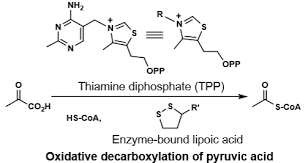 Pyruvate Decarboxylation Png Images | Pngegg