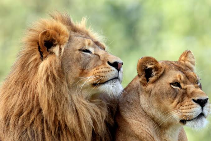 Singapore: 2 lions try to escape at Changi Airport, get sedated