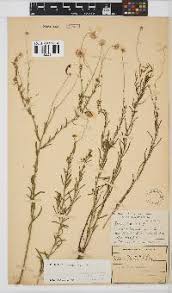 Image result for Felicia mossamedensis