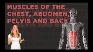 The skeletal muscles of the abdomen form part of the abdominal wall, which holds and protects the gastrointestinal system. Muscles Of The Chest Abdomen Pelvis And Back Youtube
