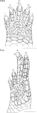 Inferno emeraldx aka corupted slender. Illustration Of Hand And Foot Of An Adult Male Of Brachymeles Download Scientific Diagram