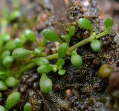 Image result for Elatine