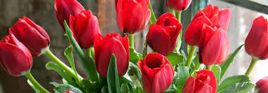 Call us for wholesale pricing and our delivery schedule. Wholesale Bulk Flowers Tipton Hurst 501 666 3333