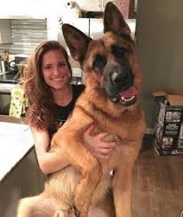 Je voudrais qui aurait des astuces pour bien dresser son chiot malinois pour garder l exploitation. 250 Idees De Chien Malinois Chien Malinois Chien Malinois