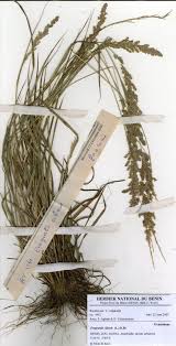 Image result for Heteranthoecia  guineensis