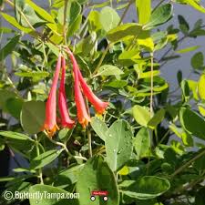 Image result for Lonicera sempervirens