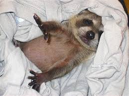 Feed the baby skunk esbilac powder, mix only enough for 24hrs and keep it refrigerated. Want A Pet Raccoon Read This First