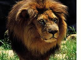 Lions Wallpapers Masai Lion 800x600 Download Hd Wallpaper Wallpapertip So we've put together a massive collection of lion wallpapers, each more majestic than the least. wallpapertip