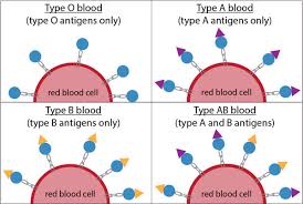 Jpm | Free Full-Text | Investigating Abo Blood Groups And Secretor Status  In Relation To Sars-Cov-2 Infection And Covid-19 Severity