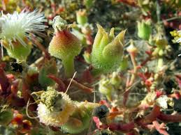 Image result for Newtonia hildebrandtii