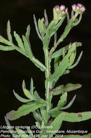 Image result for Litogyne gariepina