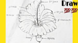Name which one is not a perfect flower : How To Draw Hibiscus And It S Parts Labelled Diagram Of Hibiscus Flower Youtube