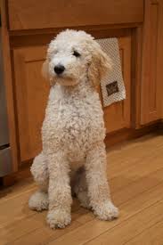 See more ideas about doodle art, doodles, sketch book. Penny Sitting Tall At 5 Months Old Poodle Puppy Standard Cute Dogs Poodle Puppy