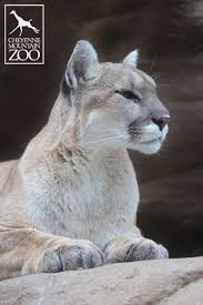 Cheyenne Mountain Zoo Rocky Mountain Wild Cheyenne Mountain Zoo Jungle Cat World Big Cats
