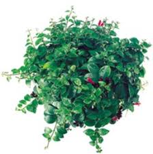 Rasta lipstick plants are known for their maroon flowers with foliage that twists in a tight curl. Lipstick Plant Costa Farms