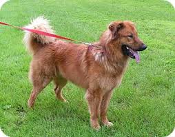 We did not find results for: Rigaud Qc Golden Retriever Meet Samson A Pet For Adoption