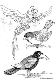 There's something for everyone from beginners to the advanced. Coloring Page Birds Free Printable Coloring Pages Img 2887