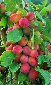 Dwarf fruit trees also add interest to the landscape and often scent your yard with fragrant blooms. Complete Guide To Dwarf Miniature Fruit Trees Chris Bowers