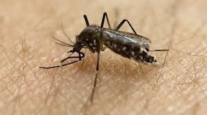 West nile virus generally spreads to humans and animals from bites of infected mosquitoes. West Nile Virus Found In Mosquitoes In Tulsa County