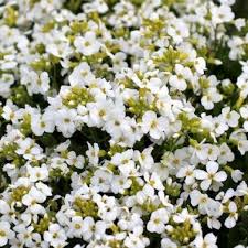 Maybe you would like to learn more about one of these? Beautiful Fluffy Flowers Flowers Are White Names Descriptions And Photos Of White Flowers