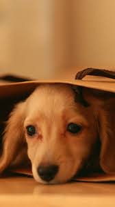 60 Cute Animals Iphone Wallpapers You Would Love To Download Cute Puppies Animals Puppies