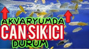 Cipura Cupra Avi Nasil Yakalanir Bilmeniz Gereken Hersey Burada Akvaryumbilgi Merkezi 2020 Balikcilik Akvaryum Balik