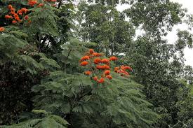 Image result for Colvillea