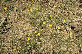 Image result for Eriospermum