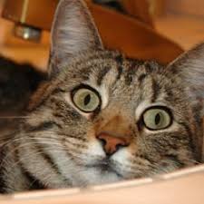 Find and book local pet sitter jobs, groomers, dog walkers and pet care providers in uae, dubai, abu dhabi. Best Cat Sitter Near Me July 2021 Find Nearby Cat Sitter Reviews Yelp