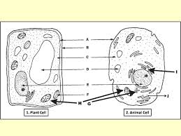 We did not find results for: Cells Unit Parts 1 2 Review Ppt Download