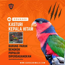 Panduan lengkap cara budidaya ternak burung nuri bayan bagi. Kasturi Kepala Hitam Atau Juga Pembela Satwa Liar Facebook