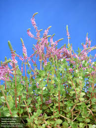 Image result for Rotala tenella