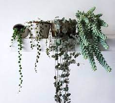 Pin On Plants