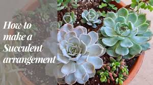 I made this succulent arrangement about eight months ago in a nice round hypertufa pot. Diy Succulent Arrangement And Great Tips A Girl With A Garden Youtube